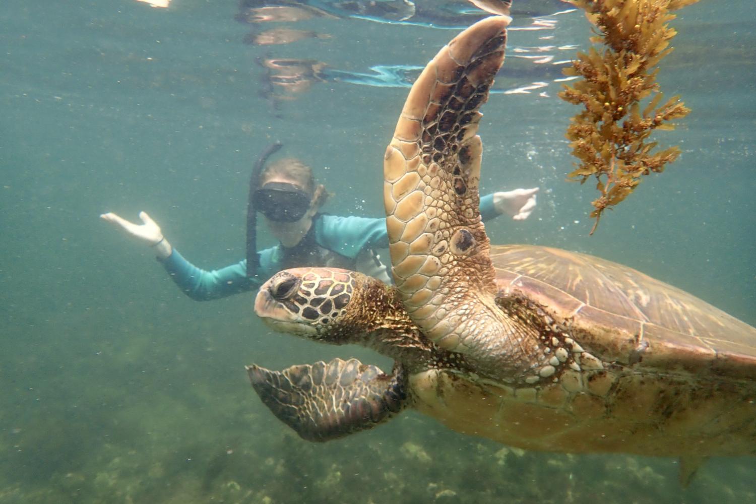 一名<a href='http://hlv.thegoldsearch.com'>bv伟德ios下载</a>学生在Galápagos群岛游学途中与一只巨龟游泳.